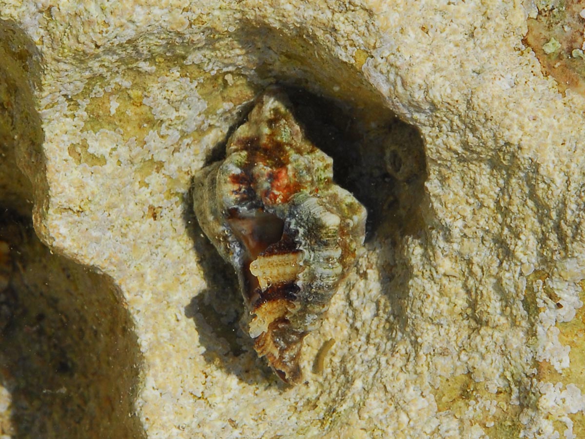 Ocenebra erinaceus